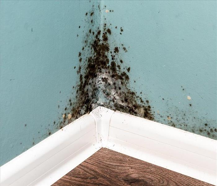 Mold in the corner of a wall.