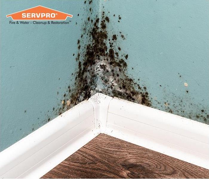 Mold growing on wall with SERVPRO logo