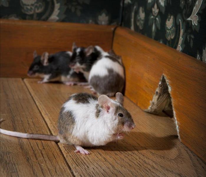 Group of mice in home